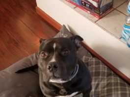 Suspect arrested for torturing dog near Soledad