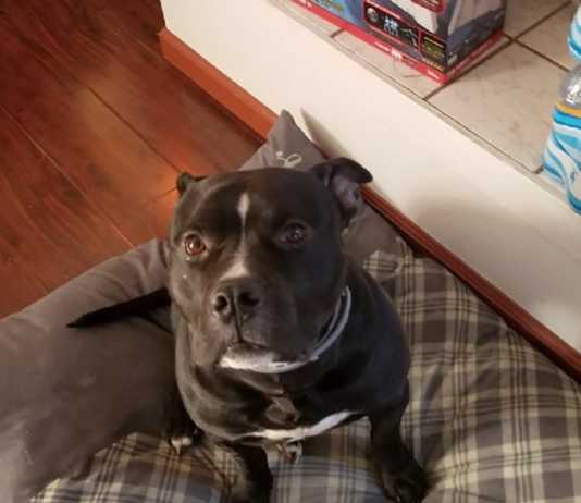 Suspect arrested for torturing dog near Soledad