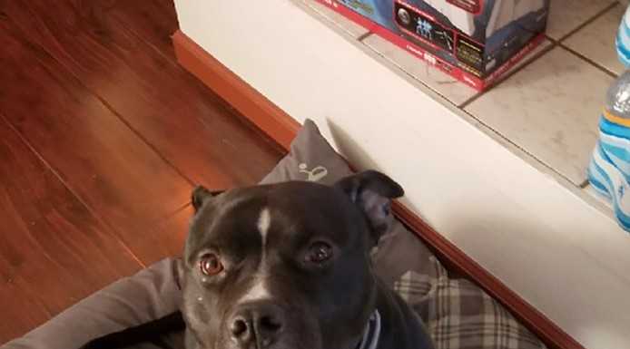 Suspect arrested for torturing dog near Soledad