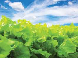 Monterey County crop values increase again in 2017