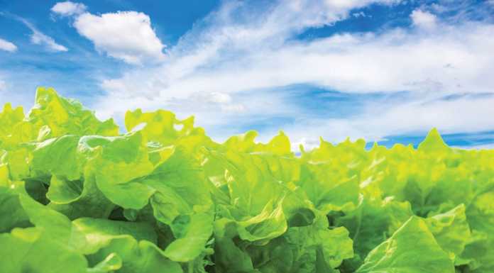 Monterey County crop values increase again in 2017