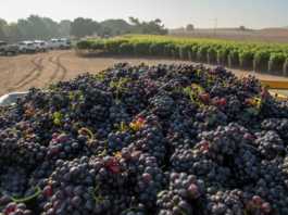 Wine grape harvest begins gradually