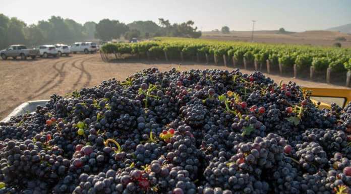 Wine grape harvest begins gradually