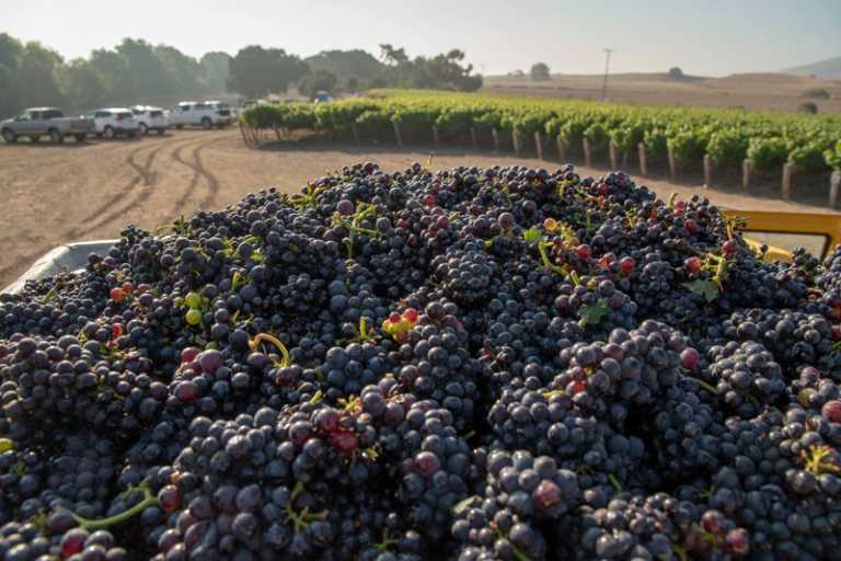 Wine grape harvest begins gradually