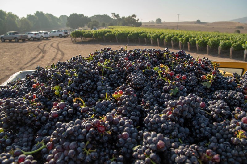 Wine grape harvest begins gradually - Greenfield News | Greenfield, CA