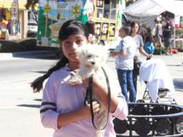 South County Animal Rescue hosts first event for dogs