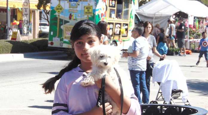 South County Animal Rescue hosts first event for dogs