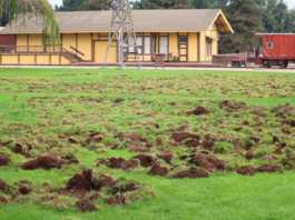 Wild hogs tear up San Lorenzo County Park fields
