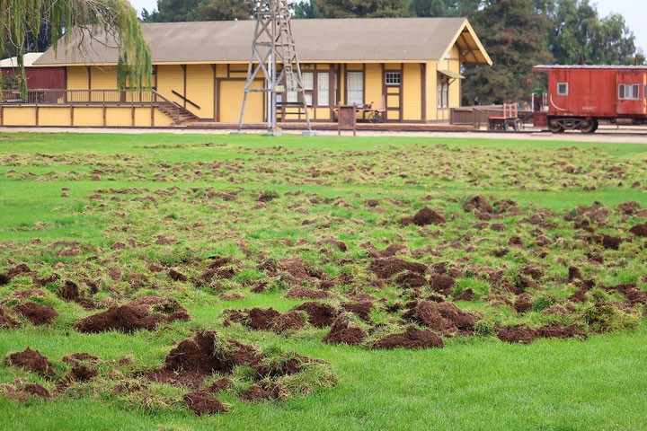 Wild hogs tear up San Lorenzo County Park fields