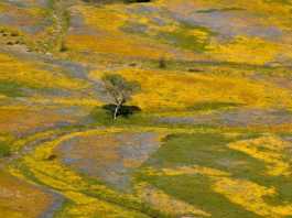 Wildflowers blooming on Army base