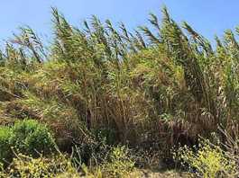 Salinas River restoration effort receives $3M grant