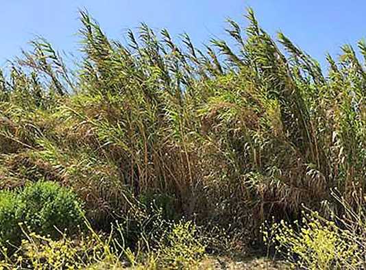 Salinas River restoration effort receives $3M grant