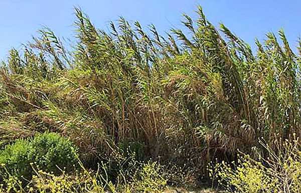 Salinas River restoration effort receives $3M grant