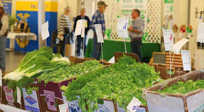 FARM TO FABLE: Salinas Valley Fair attracts nearly 30,000 visitors