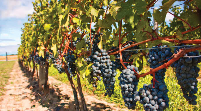 Celebrate coming of harvest in Paso Robles wine country