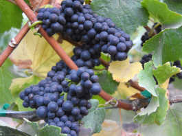 2016 crop report released for Monterey County