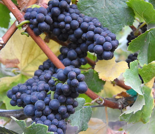 2016 crop report released for Monterey County