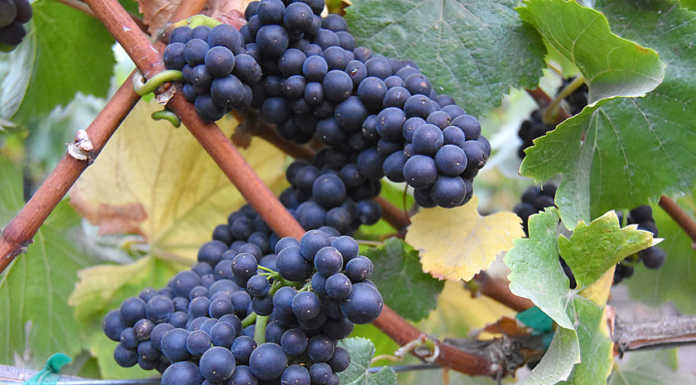 2016 crop report released for Monterey County