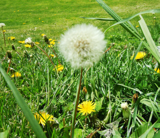 Greenfield reminds residents to cut hazardous weeds during fire season