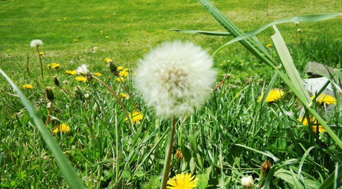 Greenfield reminds residents to cut hazardous weeds during fire season